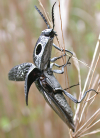 Eyed Click Beetle